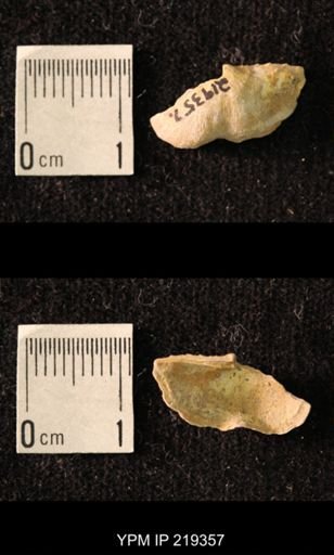 Chonetes granulifer