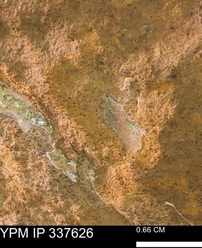 undet. Mollusca