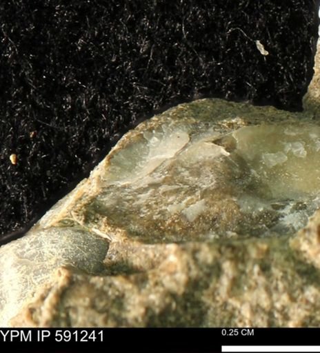 Ostrea translucida