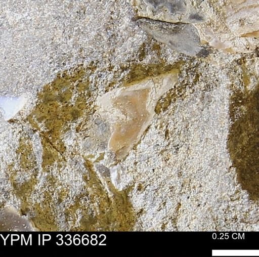 undet. Mollusca
