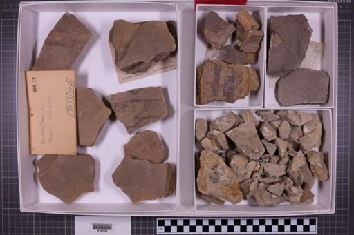 mixed taxa, stratigraphic collection
