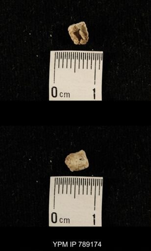 undet. Brachiopoda