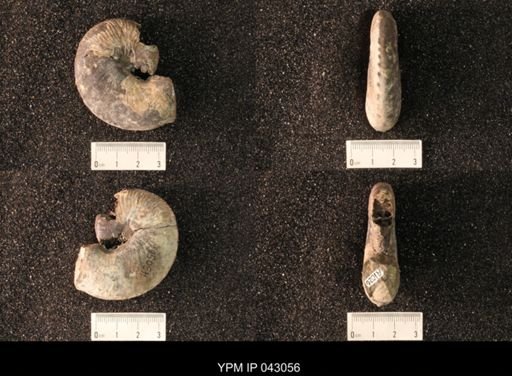 Hoploscaphites nicolletii