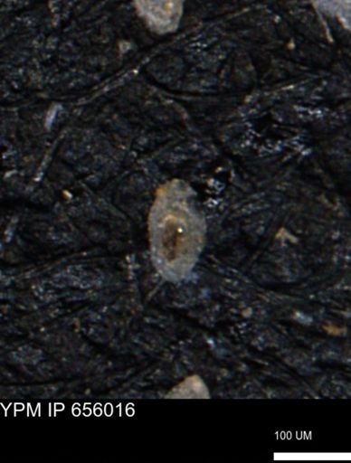 Spirolocammina subcircularis