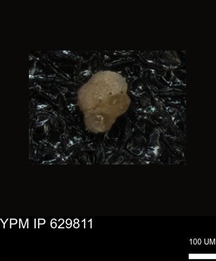 undet. Foraminiferida