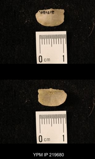 Chonetes granulifer