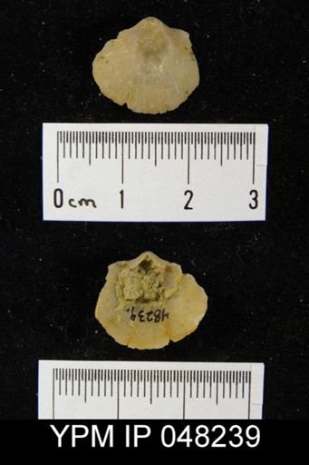 Parmorthis brownsportensis