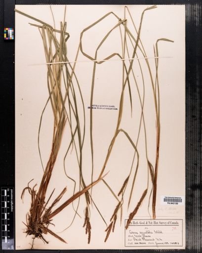 Carex stricta