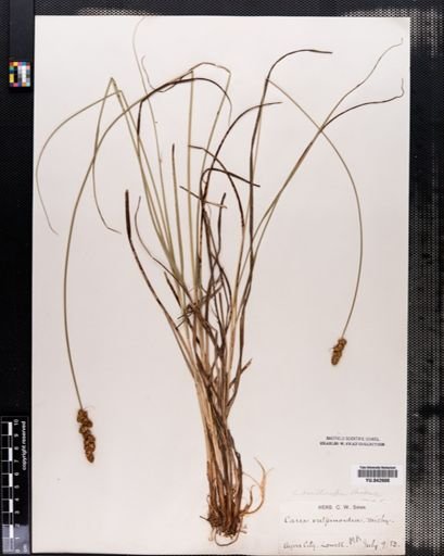 Carex vulpinoidea