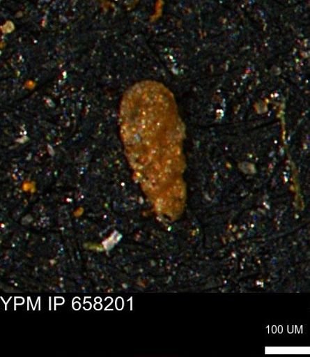 undet. Foraminiferida