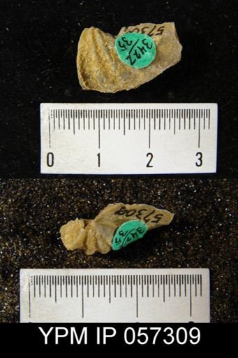 Eospirifer macropleura
