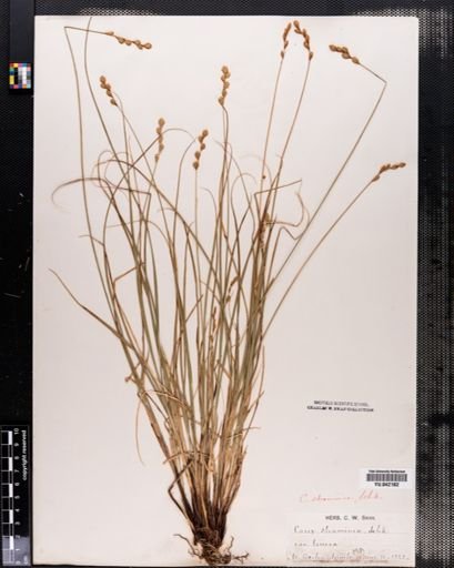 Carex tenera