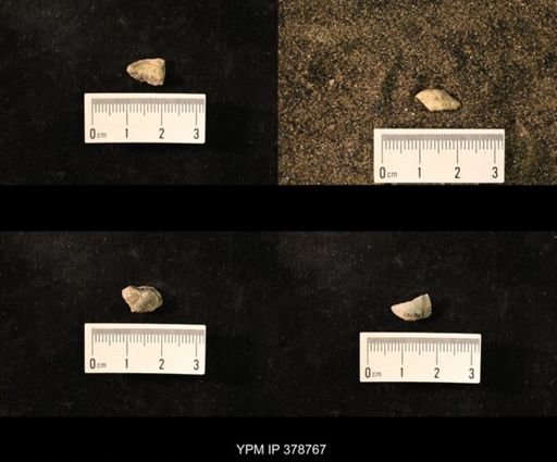 Marginifera wabashensis
