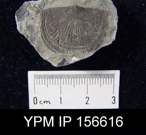 Clitambonites diversus