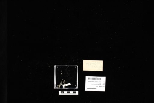 Leptodactylidae