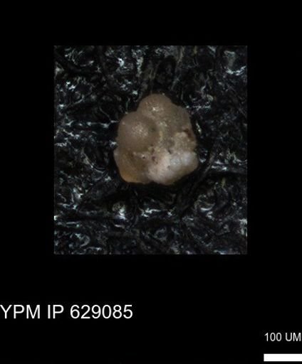 undet. Globigerinina