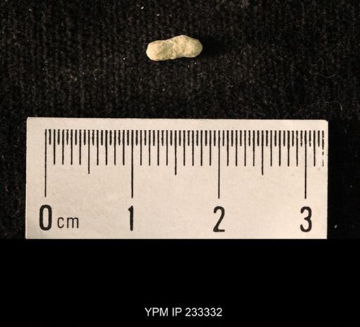 Archaeocidaris sp.