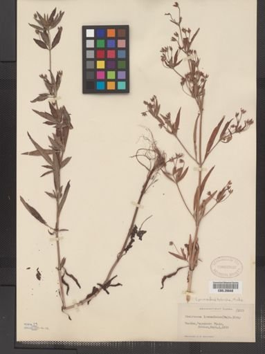 Plantae