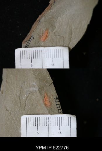 Chelicerata