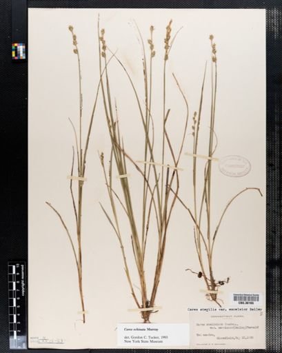 Carex echinata
