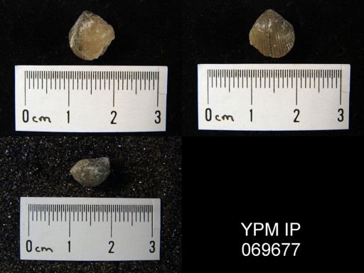 Catazyga anticostiensis
