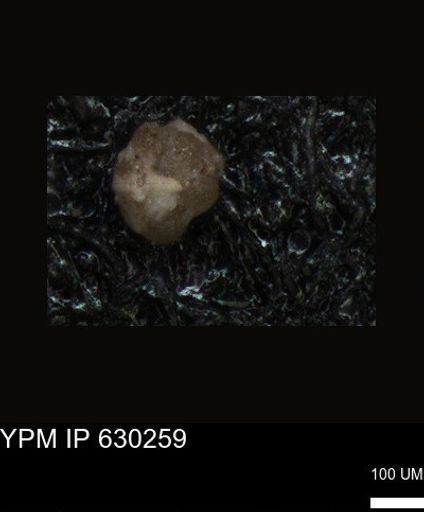 undet. Foraminiferida