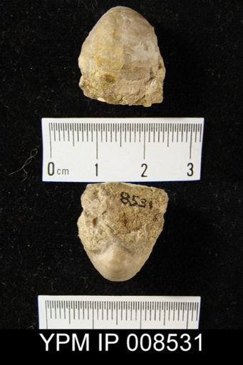Echinoconchus biseriatus