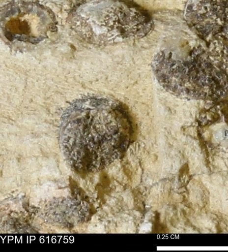 Teredo sp.