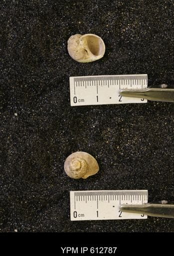Vanikoropsis sp.