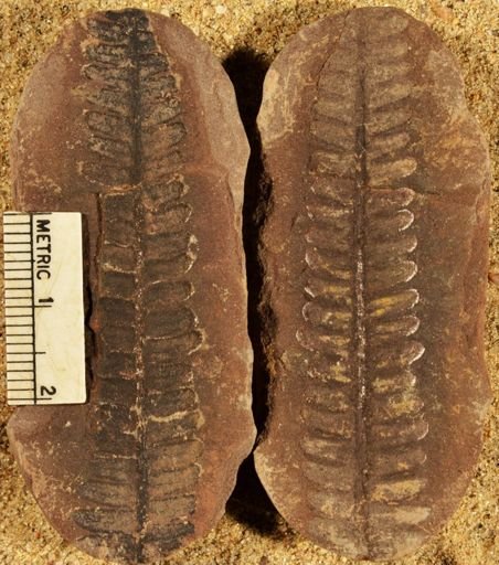 Pecopteris