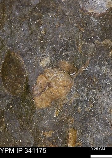 Scaphites sp.