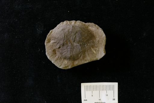 Euproops danae