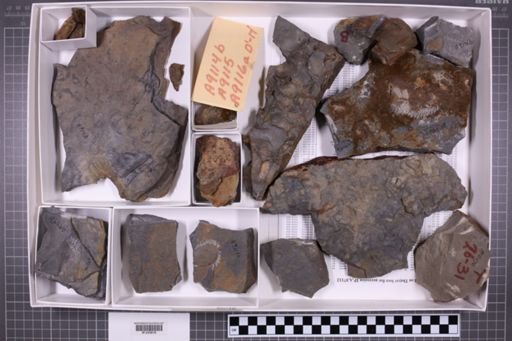 mixed taxa, stratigraphic collection