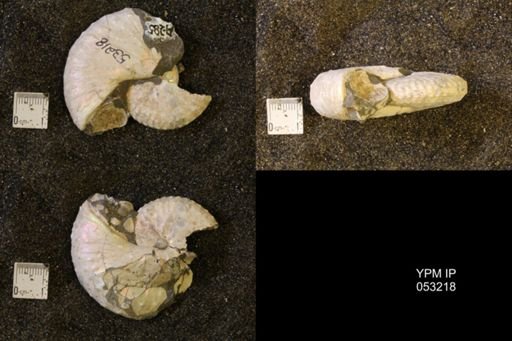 Discoscaphites conradi