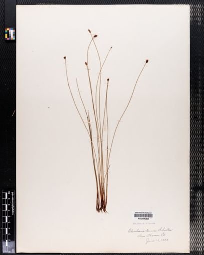 Eleocharis tenuis
