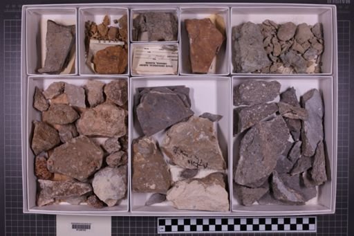mixed taxa, stratigraphic collection