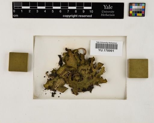 Plantae