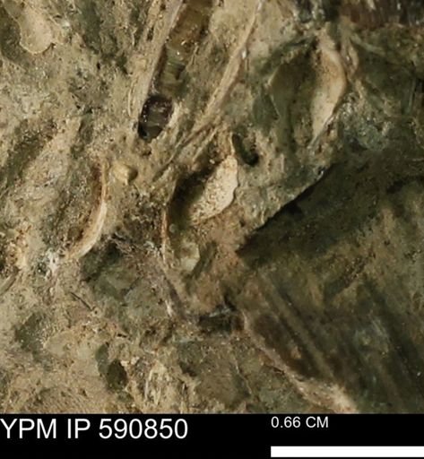 undet. Bivalvia