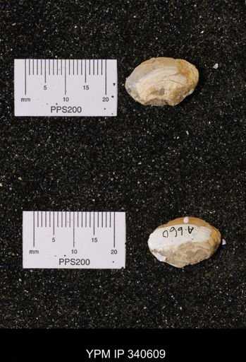 Corbicula sp.