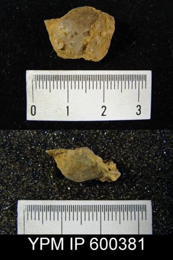 Marginifera splendens