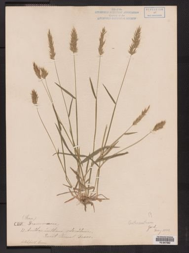Anthoxanthum odoratum