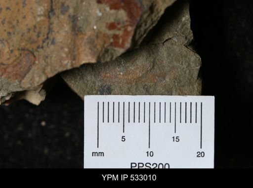 undet. Arthropoda