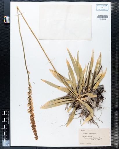 Aletris farinosa