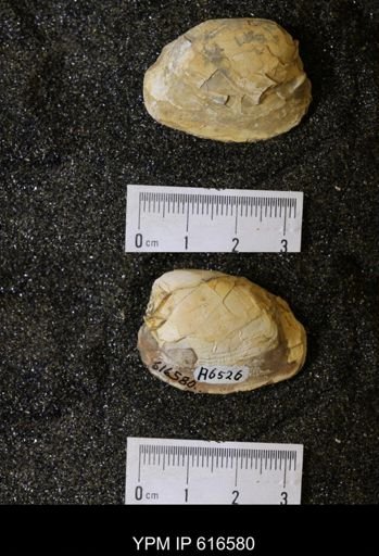 Corbicula?