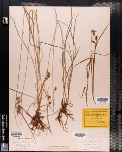 Carex paupercula