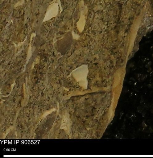 undet. Mollusca