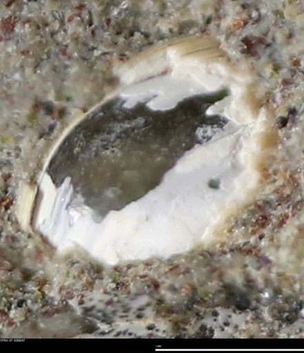 Corbulamella gregaria