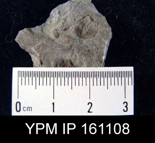Dalmanella cf. meeki