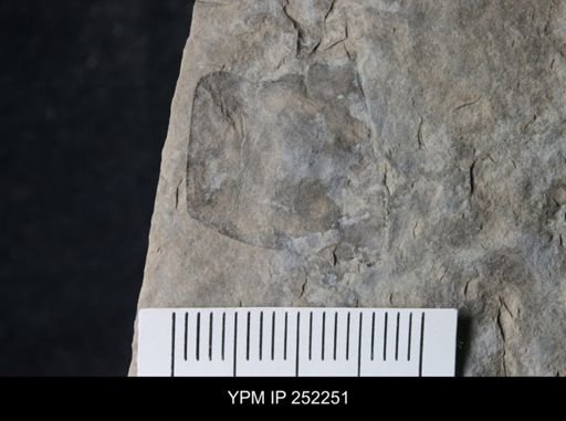Eurypterus sp.