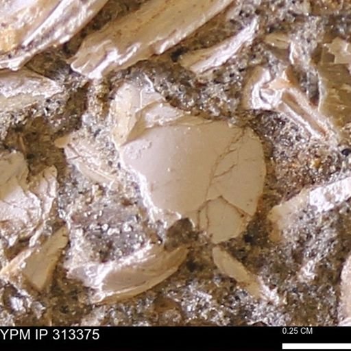 Corbicula sp.